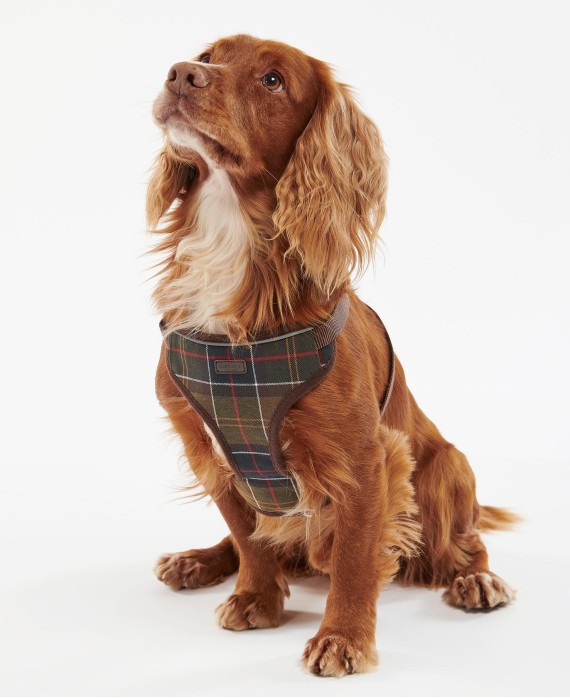 Harnais pour chien Traver and Exercise Barbour