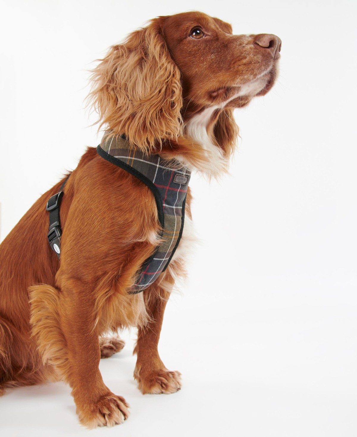 Harnais chien tartan Barbour