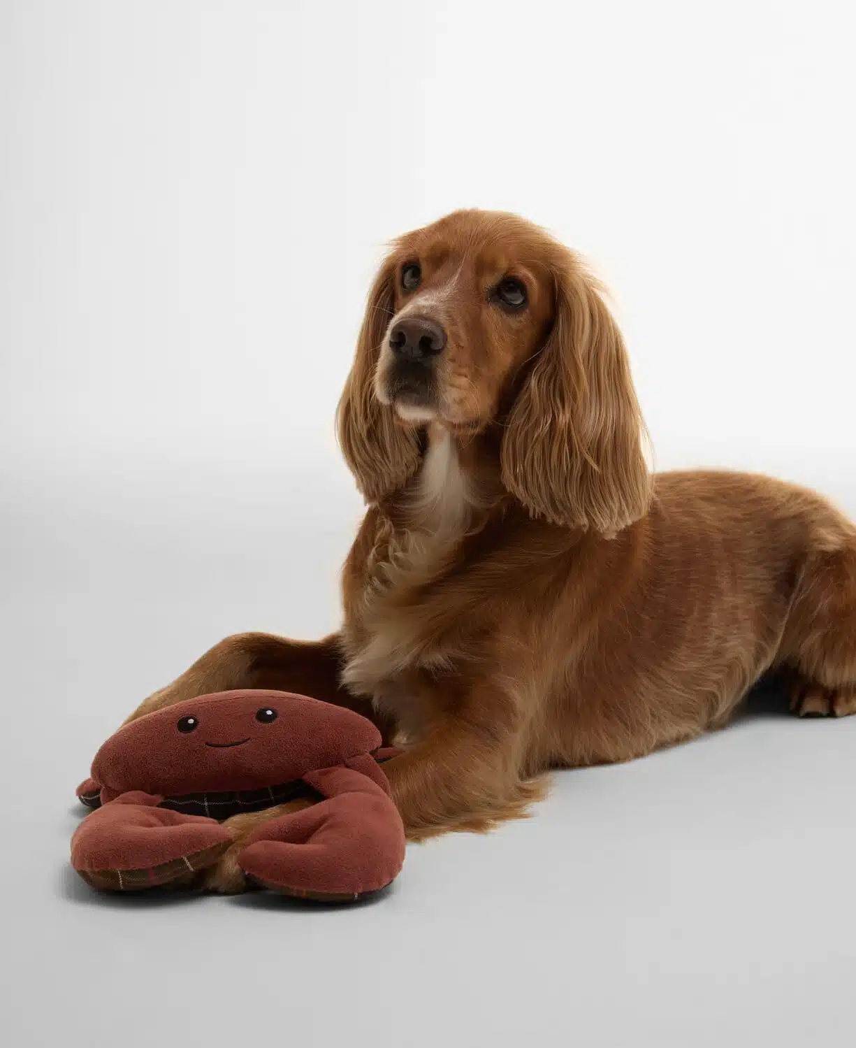 Jouet pour chien barbour crabe