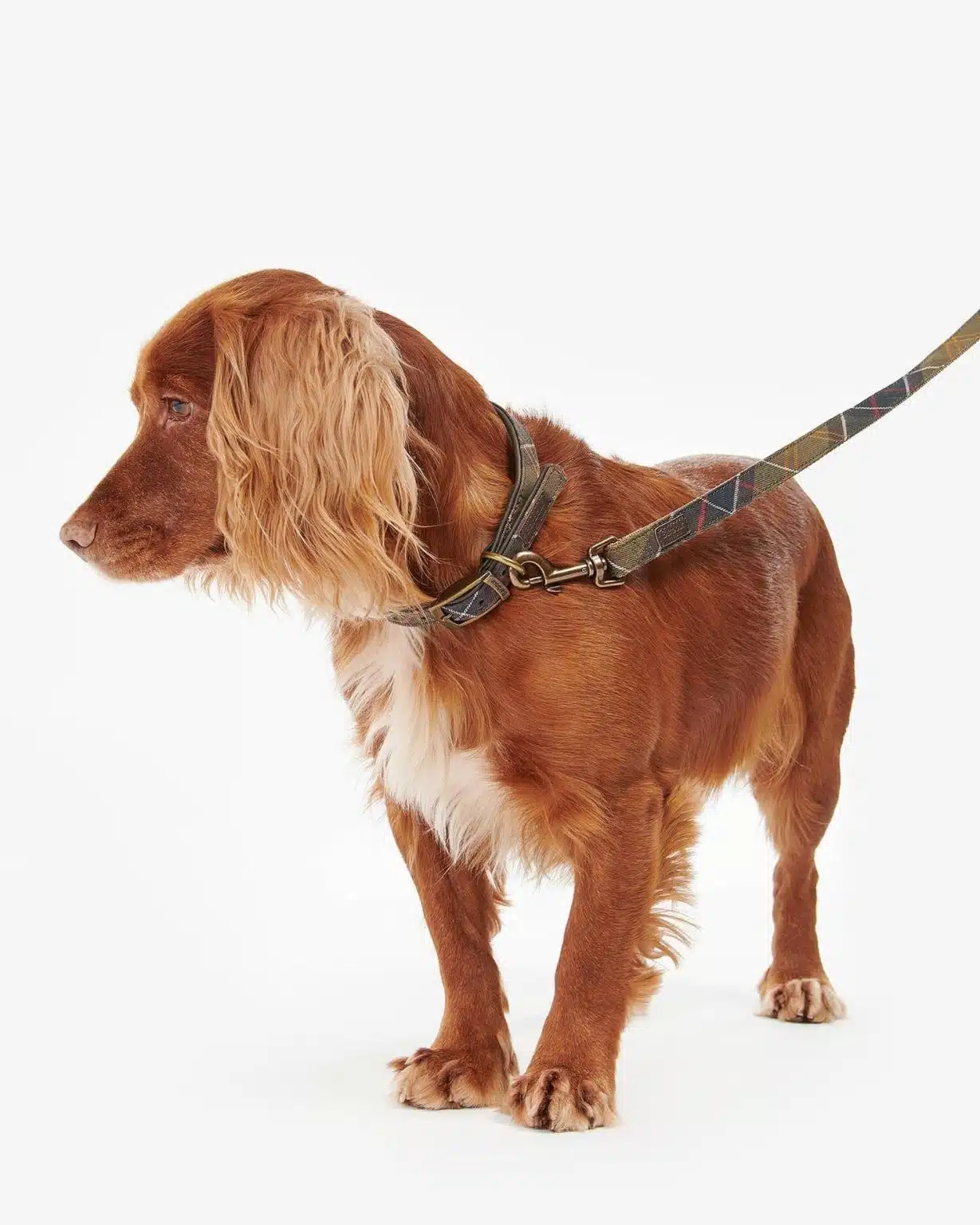 Laisse pour chien en tartan Webbing Barbour