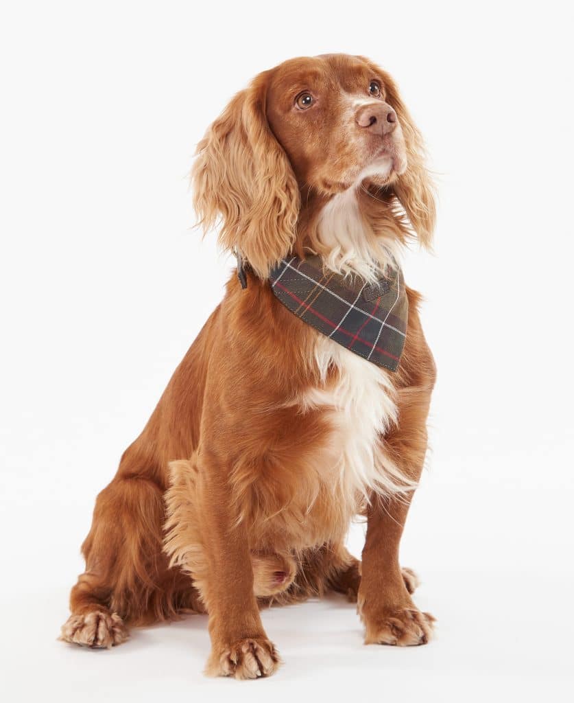 Barbour-bandana-chien-classic-tartan-DAC0013TN11-2
